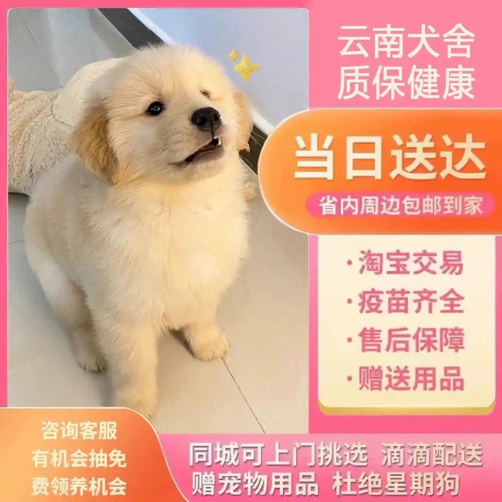 金毛犬能活多久(金毛犬活多久算正常)