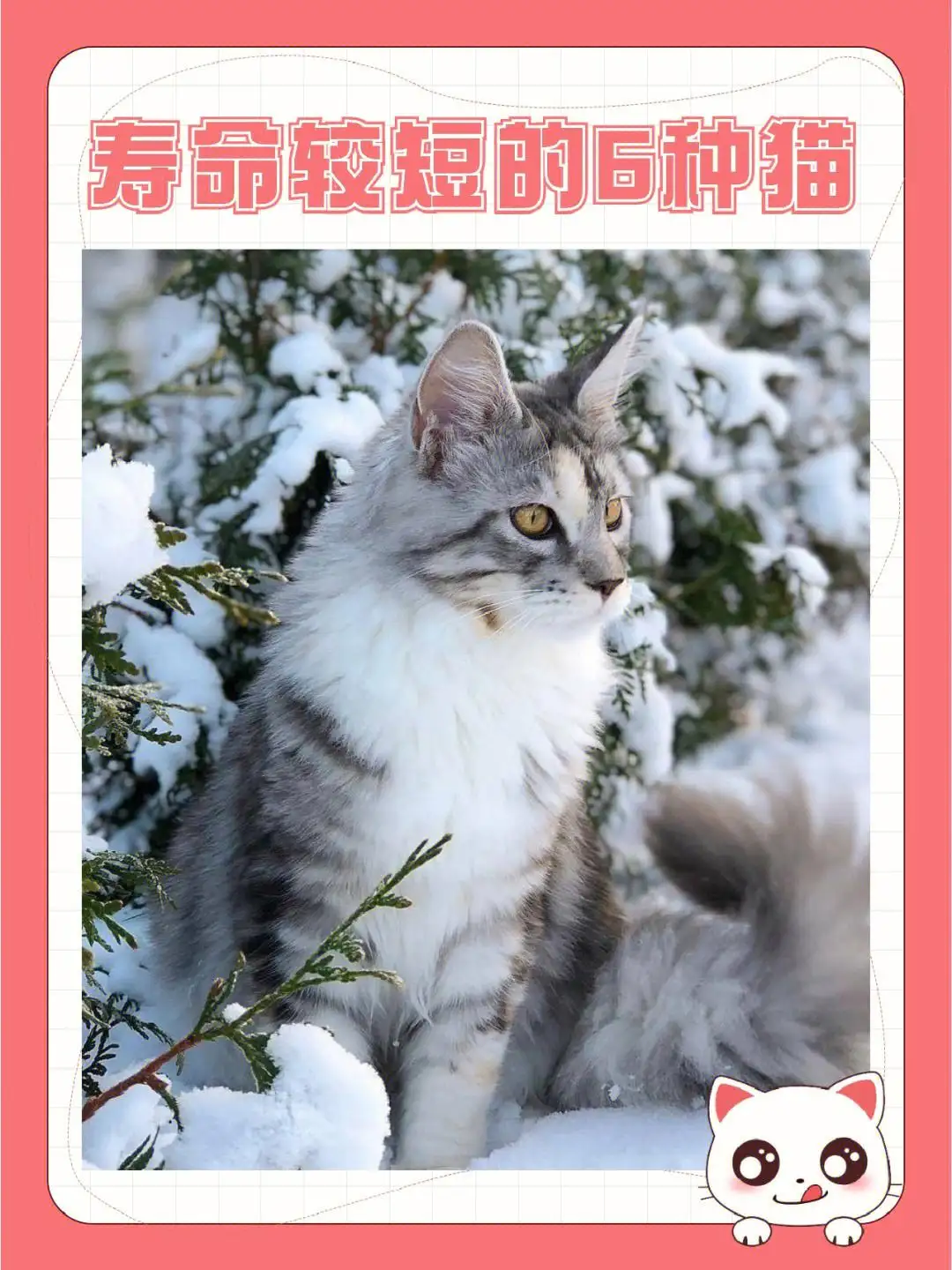 猫的寿命怎么算(猫狗的年龄计算的正确方式)