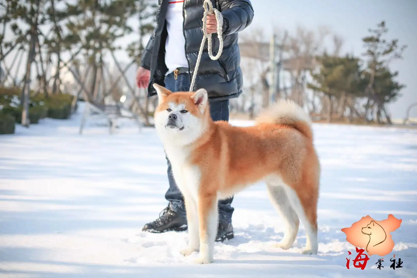 哪里的秋田犬好(秋田犬哪里买比较好)