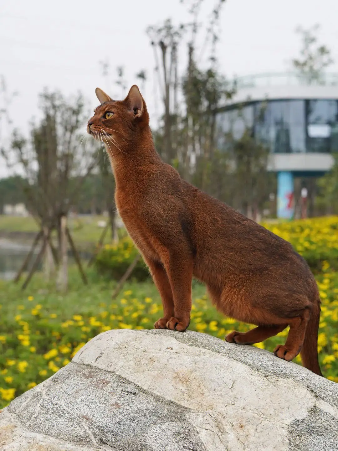 阿比西尼亚猫多大(阿比西尼亚猫多大性成熟)