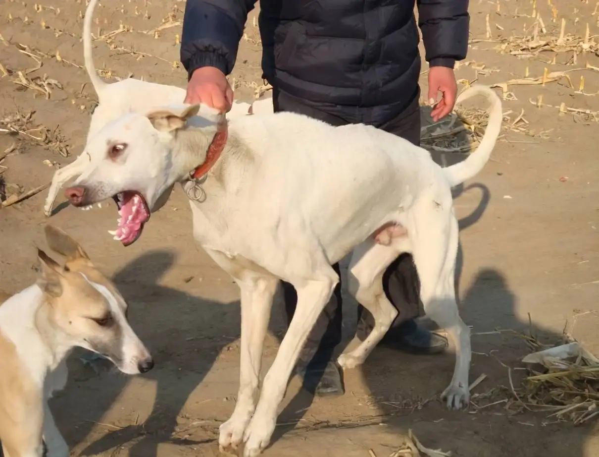 细狗是禁养犬吗(中国细犬是禁犬吗?)