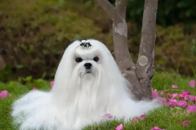 家养中小型犬推荐(家养中小型犬养什么好)