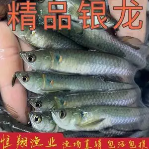 银龙鱼活鱼(银龙鱼值钱吗)