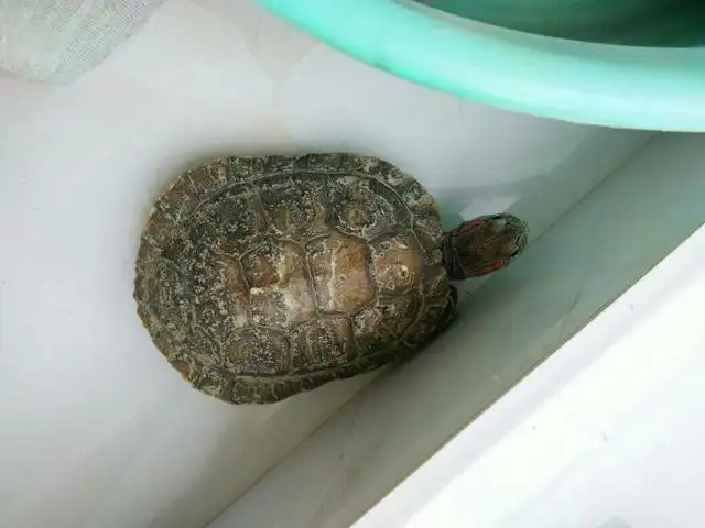 巴西龟好臭(巴西龟好臭怎么回事)