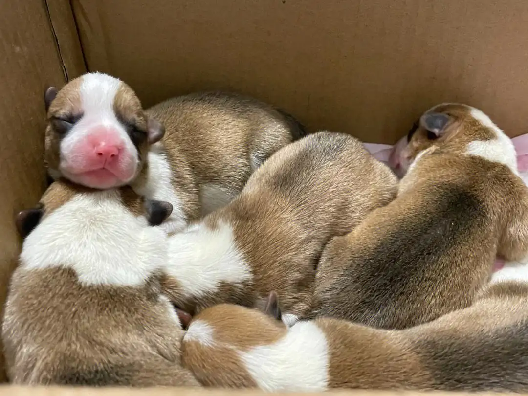 柯基犬幼崽怎么养(柯基犬幼崽怎么养的)