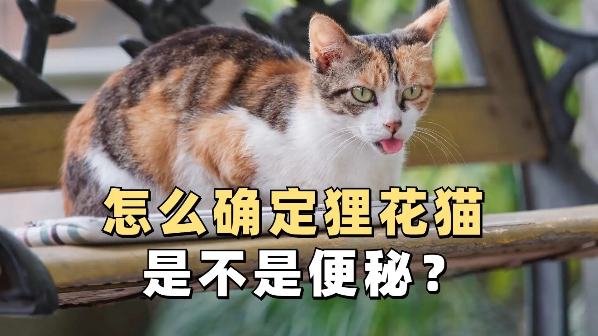 猫咪一切正常就是便秘怎么办(猫咪一切正常就是便秘怎么办啊)