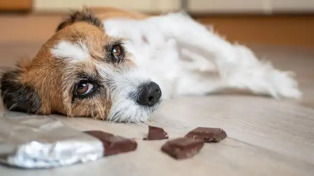 给狗吃了巧克力该怎么办(狗吃了巧克力怎么办?三种方法教你治疗吃了巧克力的)