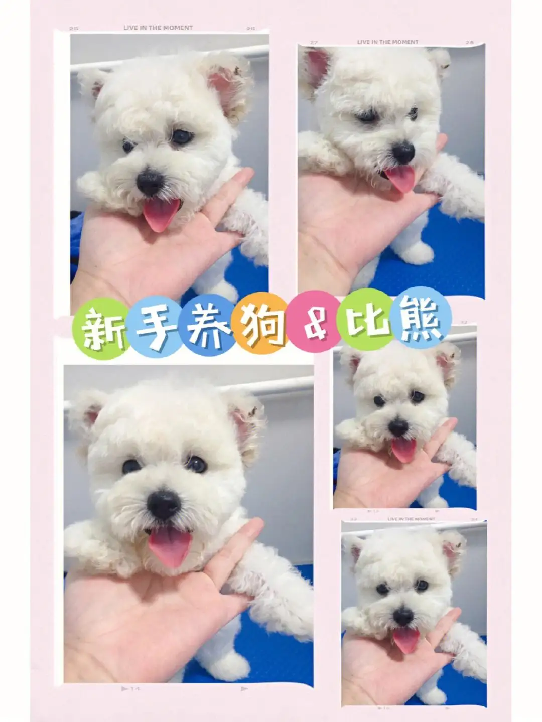 买比熊犬多少钱(买比熊犬多少钱一只)