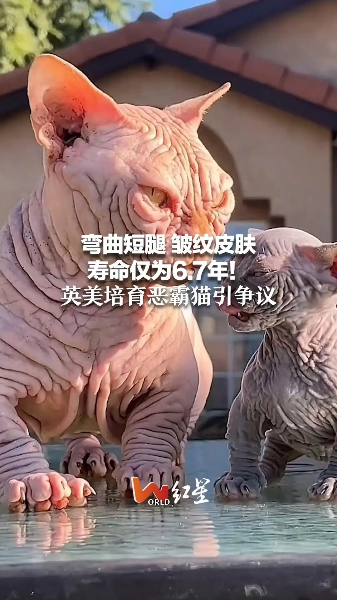 猫寿命是多少年(猫咪的寿命一般是几年)