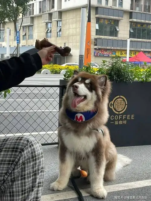 阿拉斯加成犬多少钱一只(阿拉斯加成犬多少钱一只幼犬)