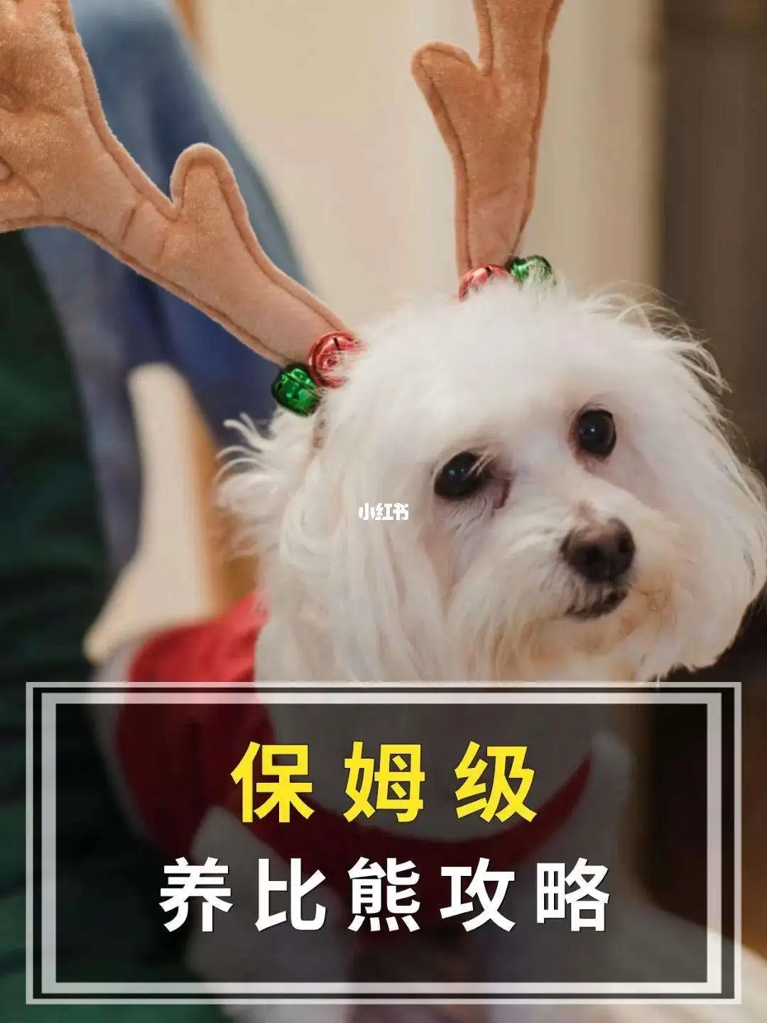 养一只比熊犬要多少钱(养一只比熊犬要多少钱人民币)