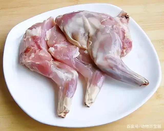 怀孕可以吃兔子肉吗(怀孕可以吃兔子肉吗吗)