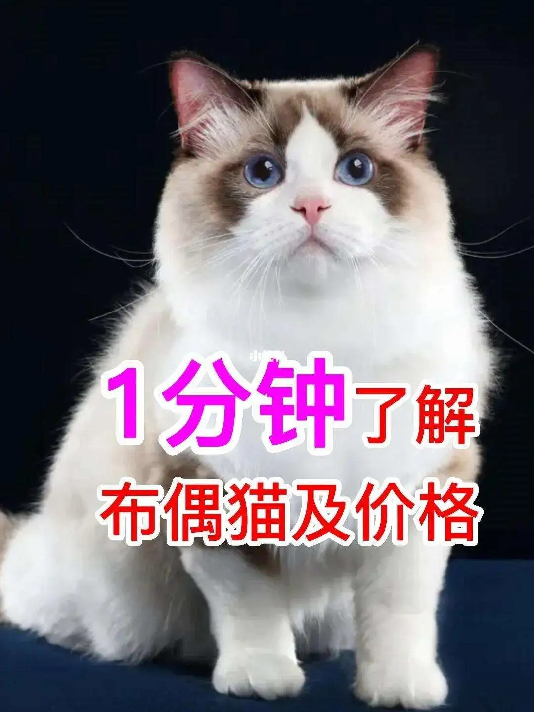 猫布偶多少钱一只(猫布偶多少钱一只幼崽)