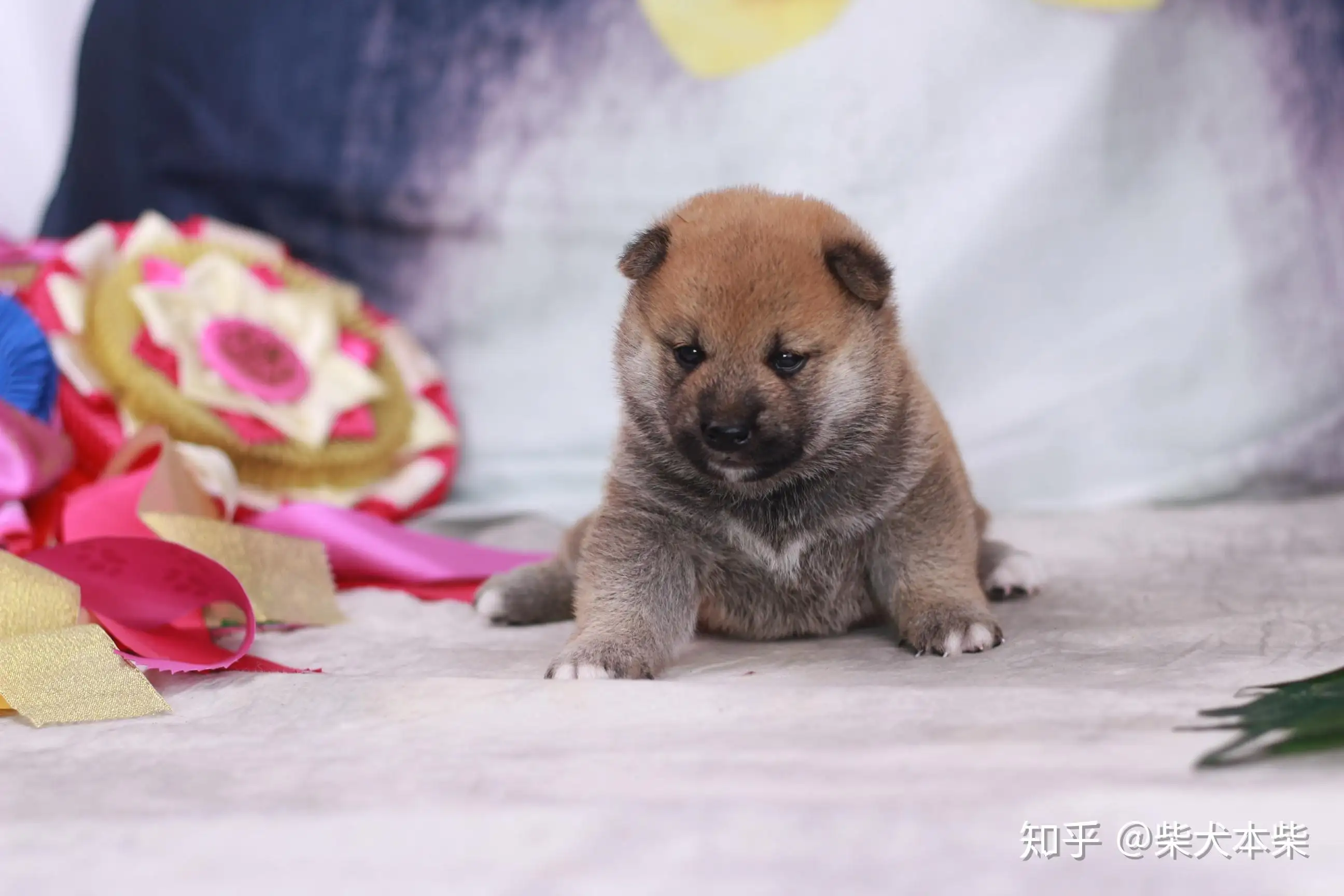 柴犬幼犬图(柴犬幼犬图片一个月)