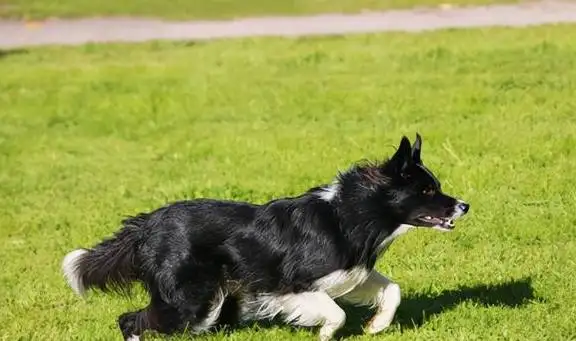 边境牧羊犬是禁养犬吗(边境牧羊犬是否属于禁养)