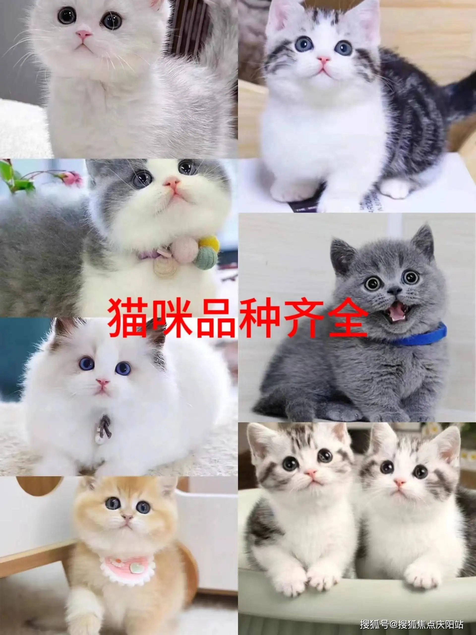 宠物猫的价格品种(宠物猫的价格品种大全)