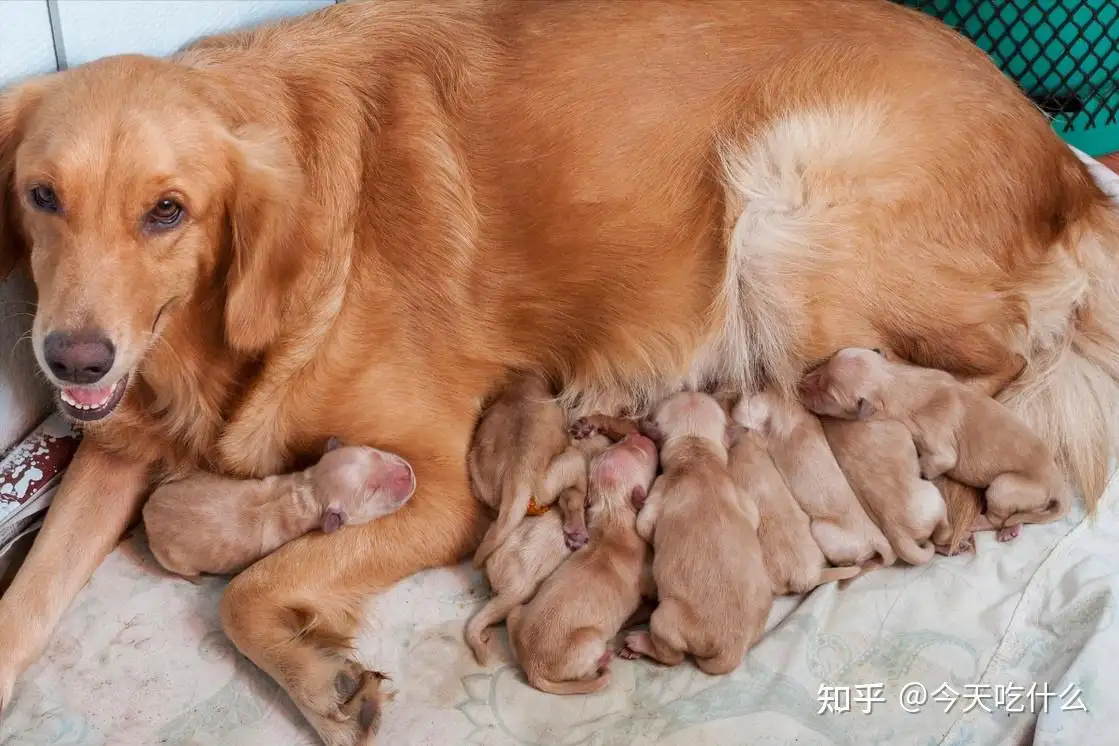 怎么才能知道狗狗怀没怀孕(怎么才能看出来狗狗怀没怀孕)