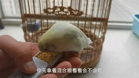 雏鸟虎皮鹦鹉怎么养(雏鸟虎皮鹦鹉怎么养好)