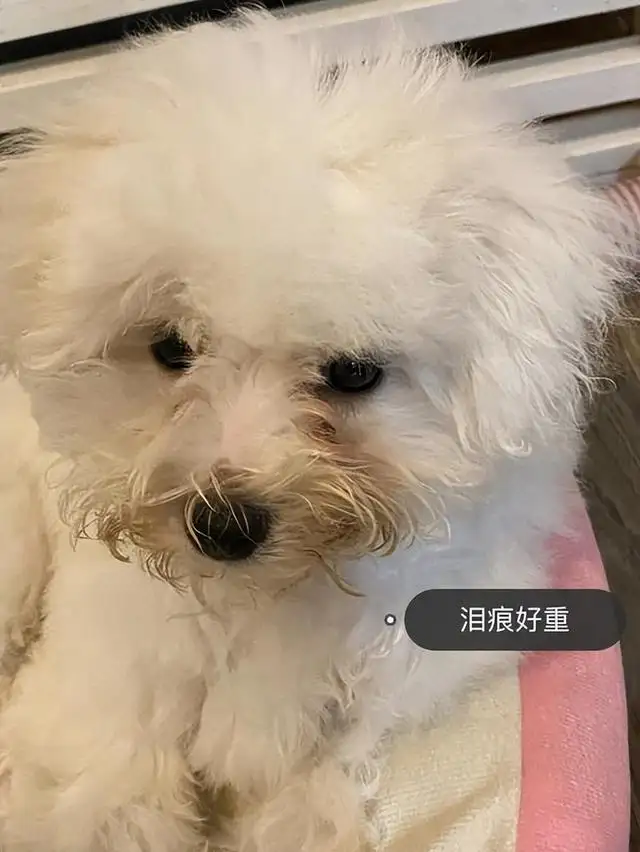 泰迪犬和比熊的价格(泰迪犬和比熊的价格差多少)