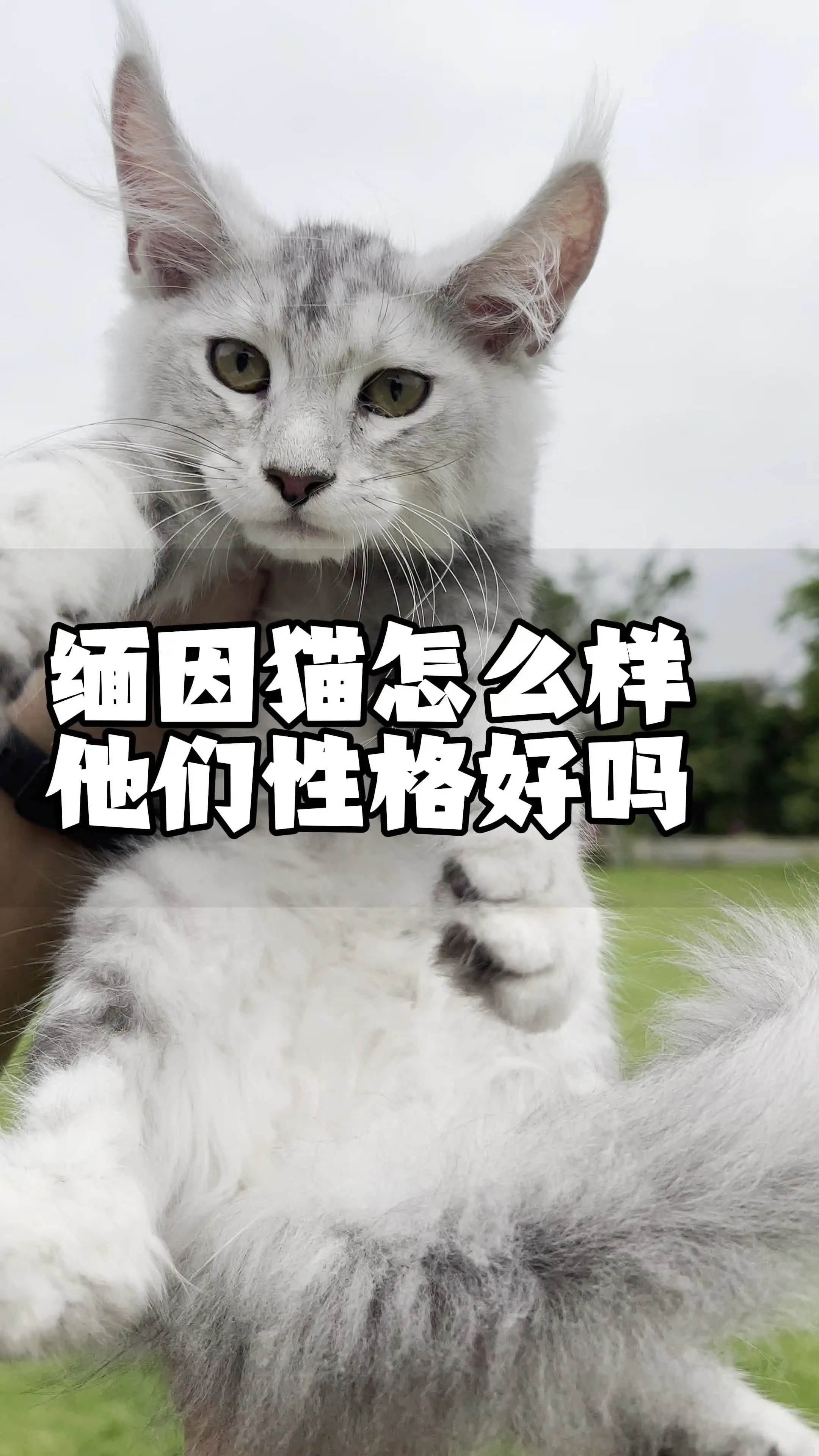 宠物猫咪多少钱(宠物猫咪多少钱一只幼崽)