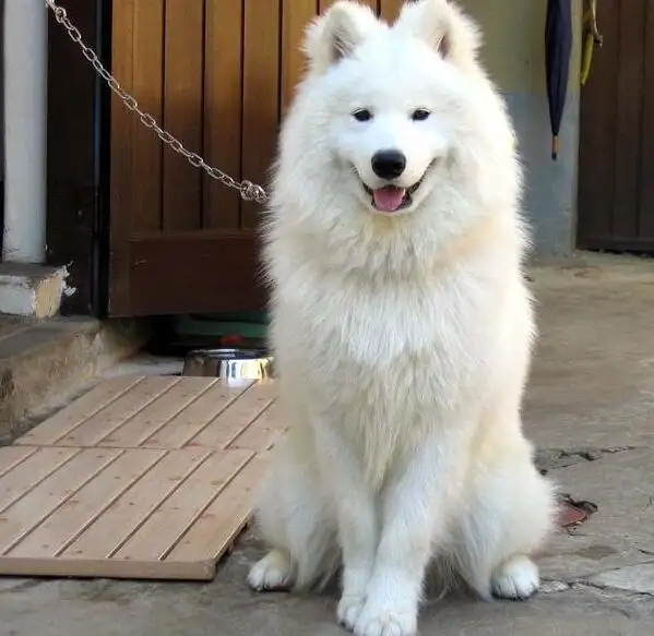 中型犬有哪些(温顺的中型犬有哪些)