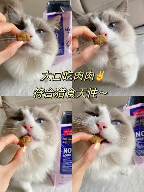 布偶猫喂养方式(布偶猫喂养注意事项)