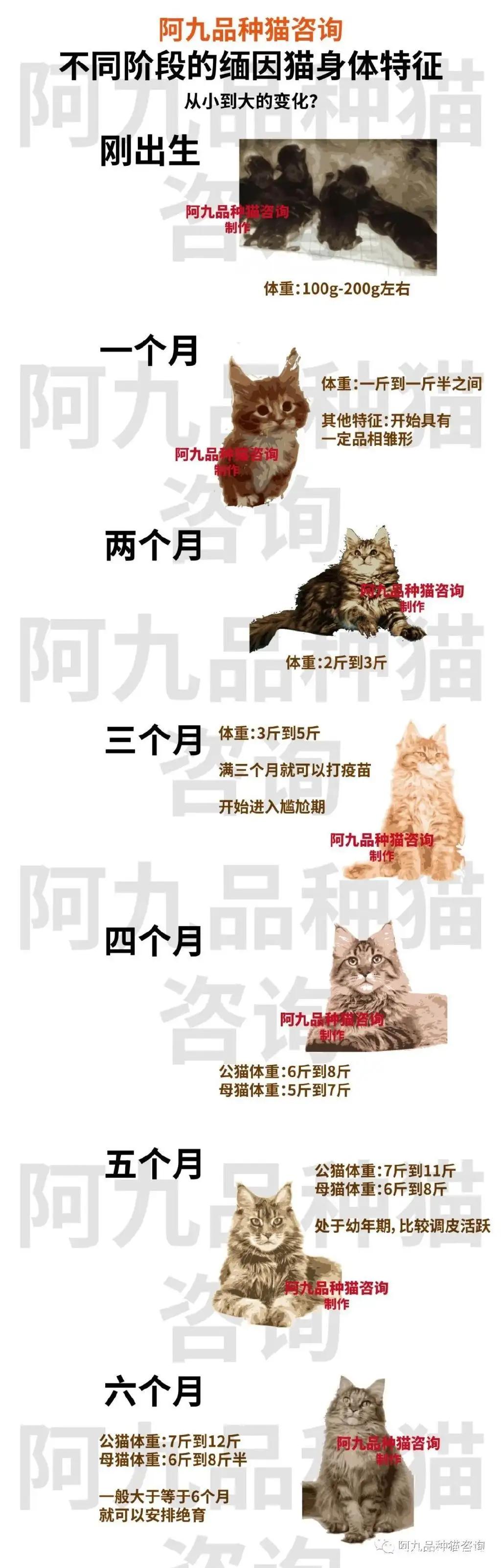 极品缅因猫多少钱一只(极品缅因猫多少钱一只图片)