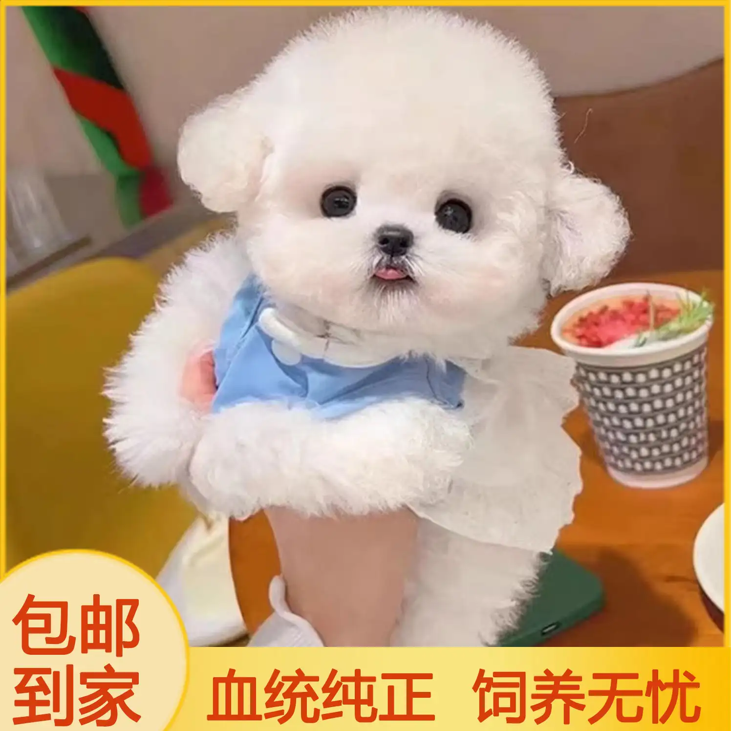 小型犬适合家养的狗有哪些(小型犬适合家养的狗哪些掉毛少)