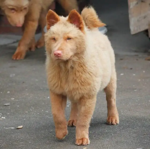 中华田园犬最(中华田园犬最好的品种在哪儿)