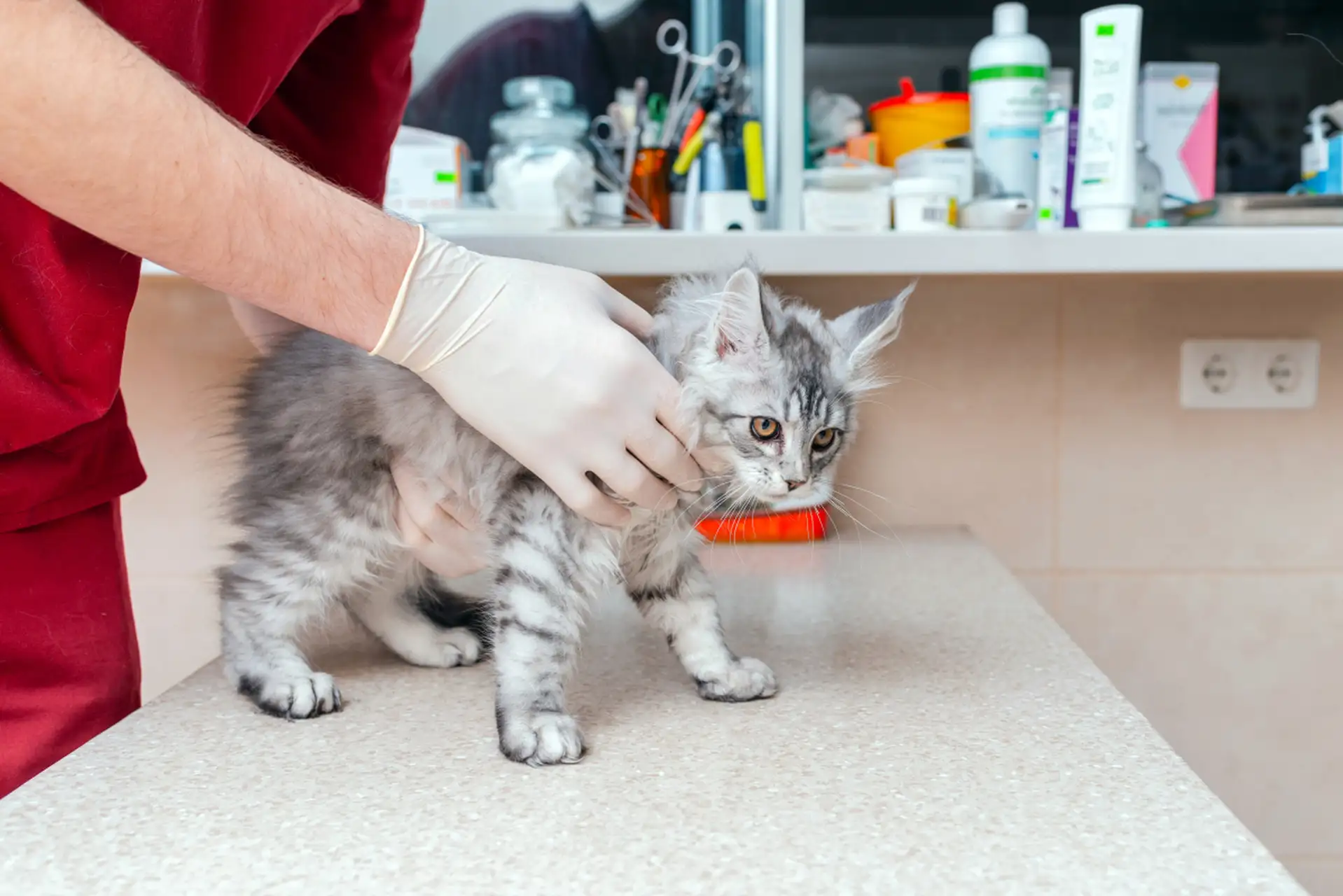 猫传腹病毒怎么消毒(猫传腹病毒会传染人吗)