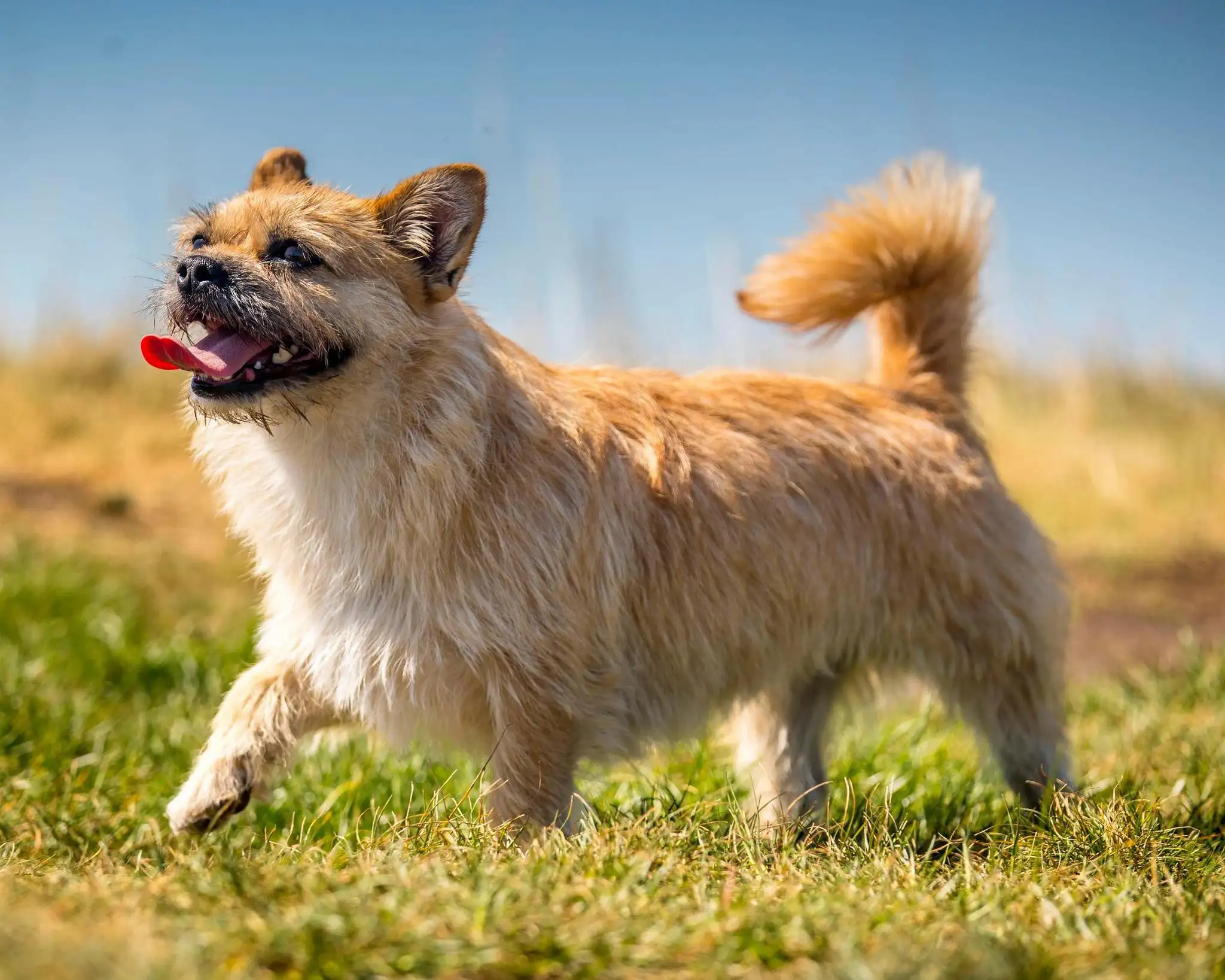 中华田园犬最(中华田园犬最好的品种在哪儿)