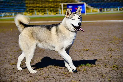 雪橇犬图(雪橇犬图片 阿拉斯加)