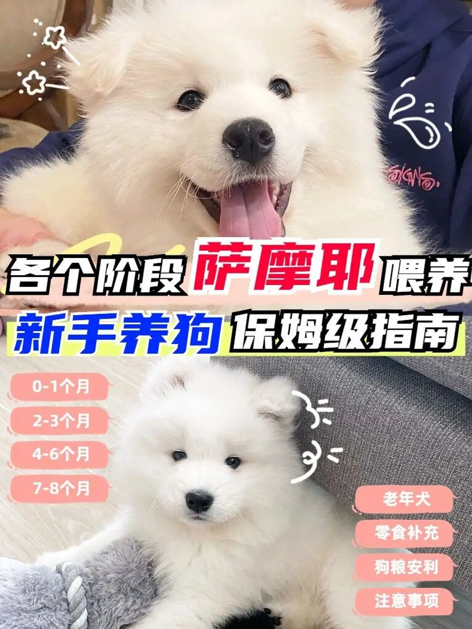 养只萨摩耶犬要多少钱(养萨摩耶一个月花销多少钱)