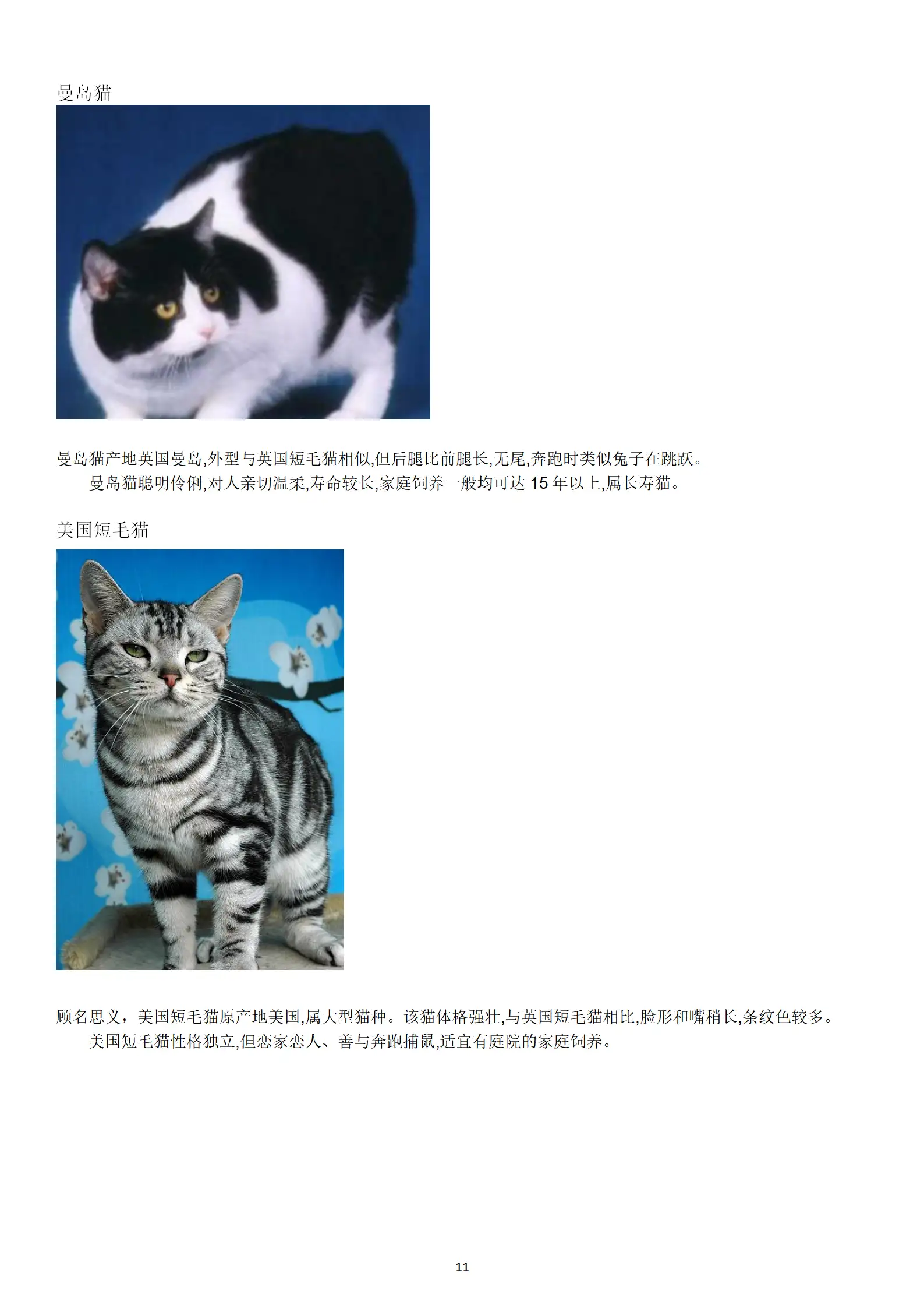 猫品种价格排行(宠物猫品种价格排行)