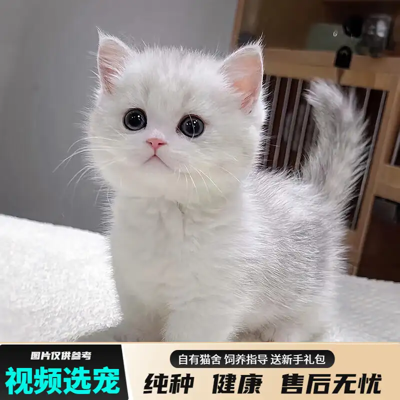 银渐层公猫母猫区别(银渐层猫公的好还是母的好)