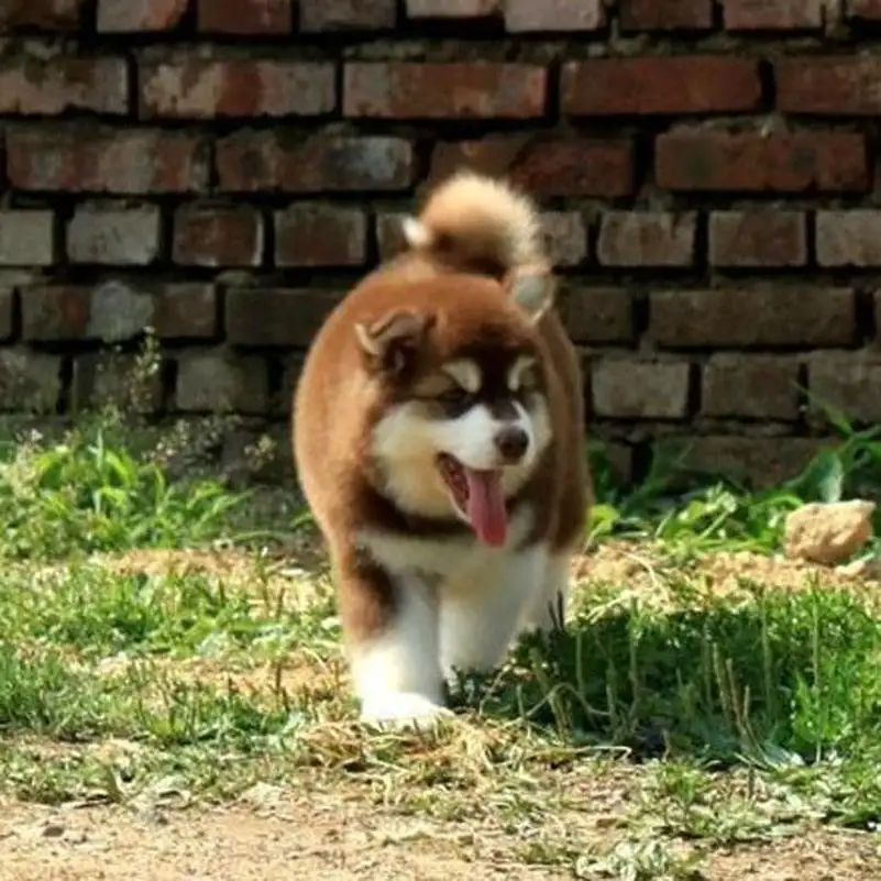 纯种阿拉斯加犬幼犬多少钱(纯种阿拉斯加多少钱一只幼崽)