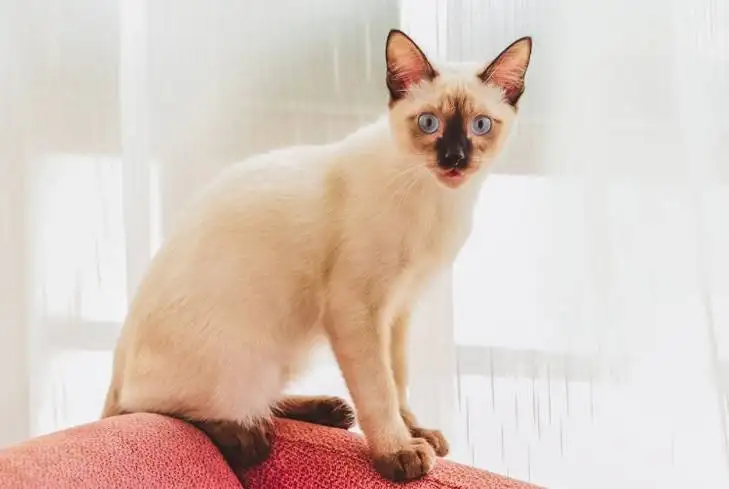 暹罗猫挑选(暹罗猫怎么选品相)