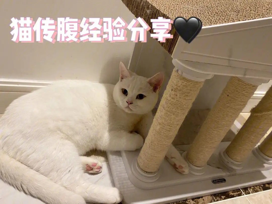 猫传腹会喝很多水吗(猫传腹喝进去的水变成腹水吗)