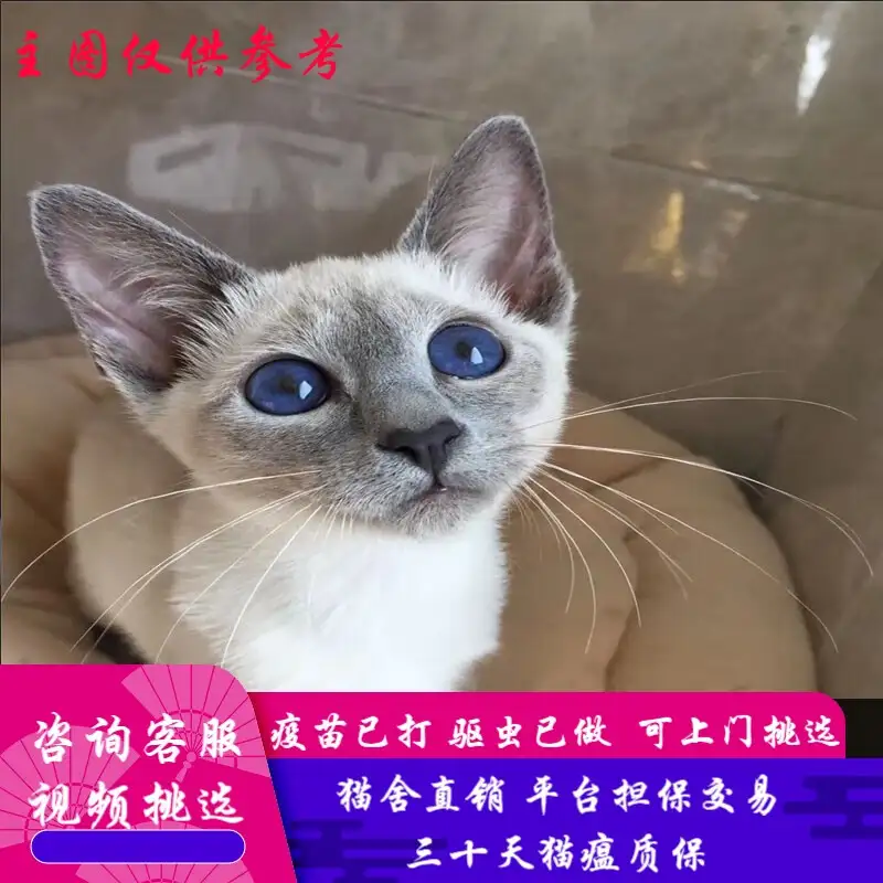 纯暹罗猫价格多少(纯暹罗猫是什么样子的)