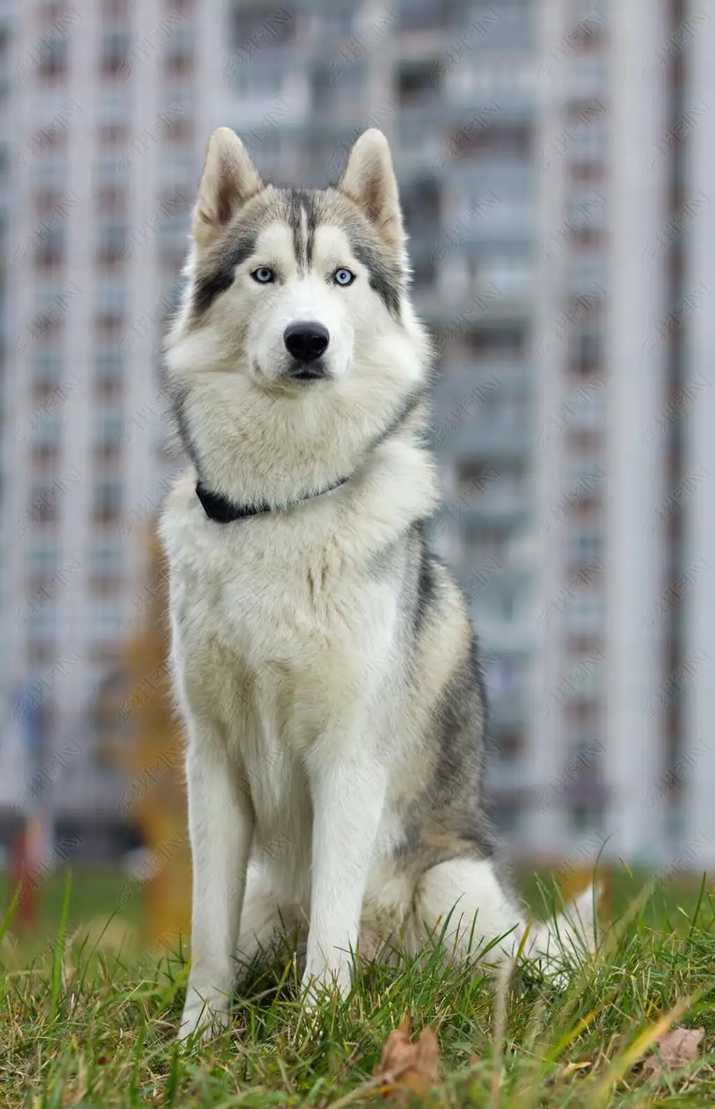 雪橇犬图(雪橇犬图片 阿拉斯加)