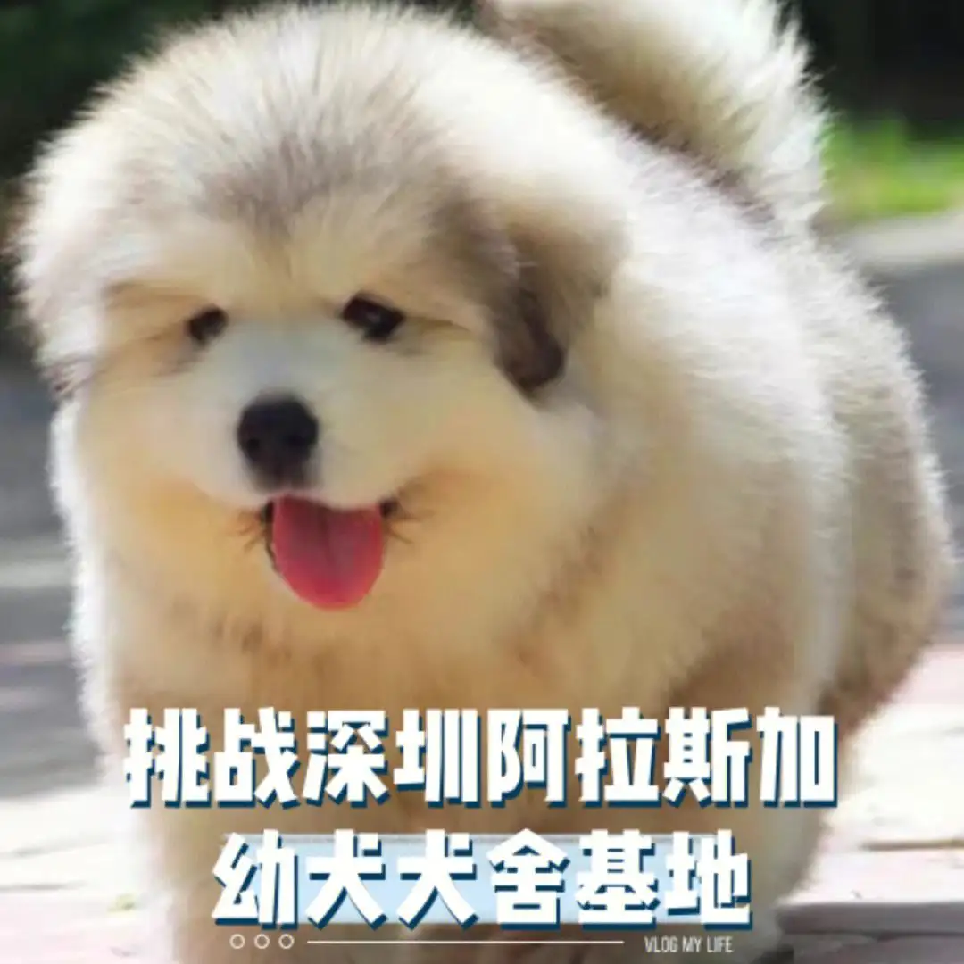 纯种阿拉斯加犬幼犬多少钱(纯种阿拉斯加多少钱一只幼崽)