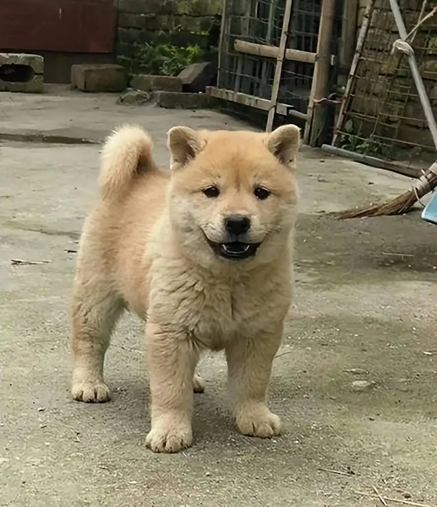 狗正常寿命多少年(狗的正常寿命是多长)