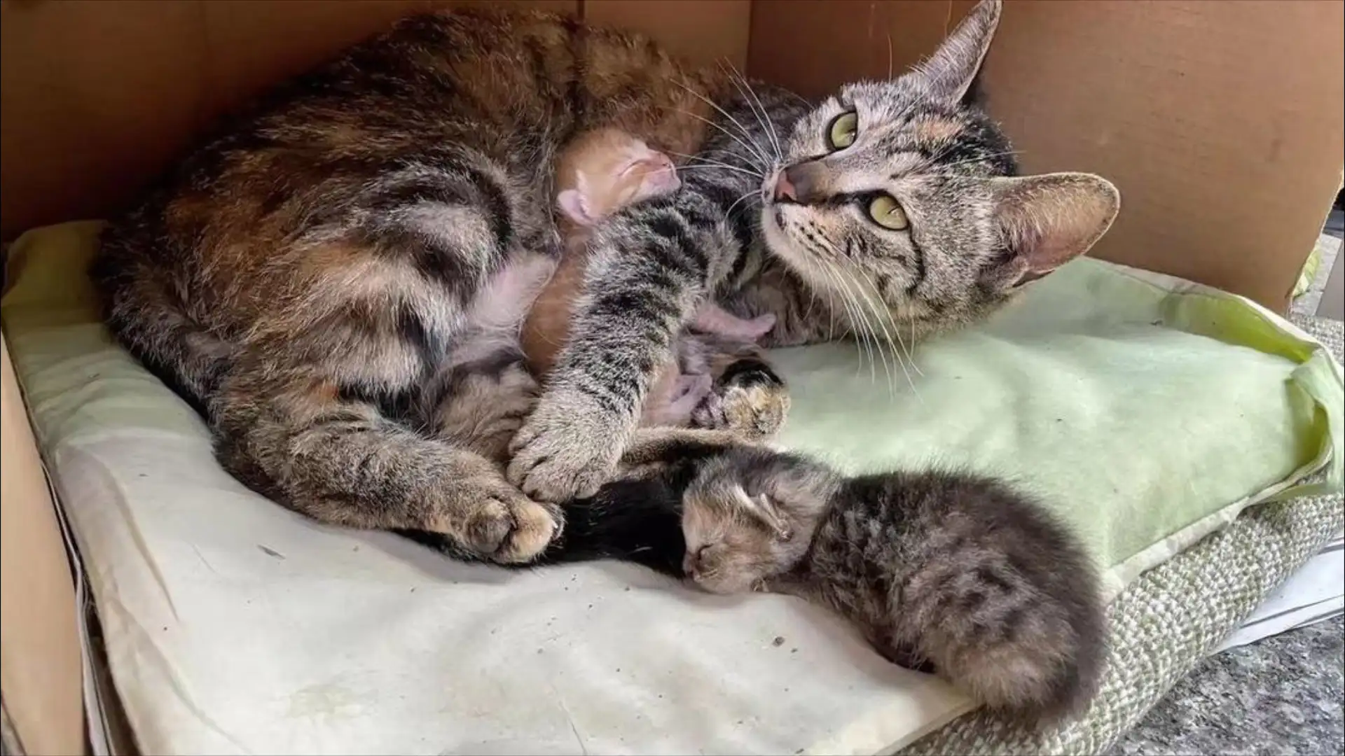 猫咪怀孕季节(猫怀孕不同阶段)