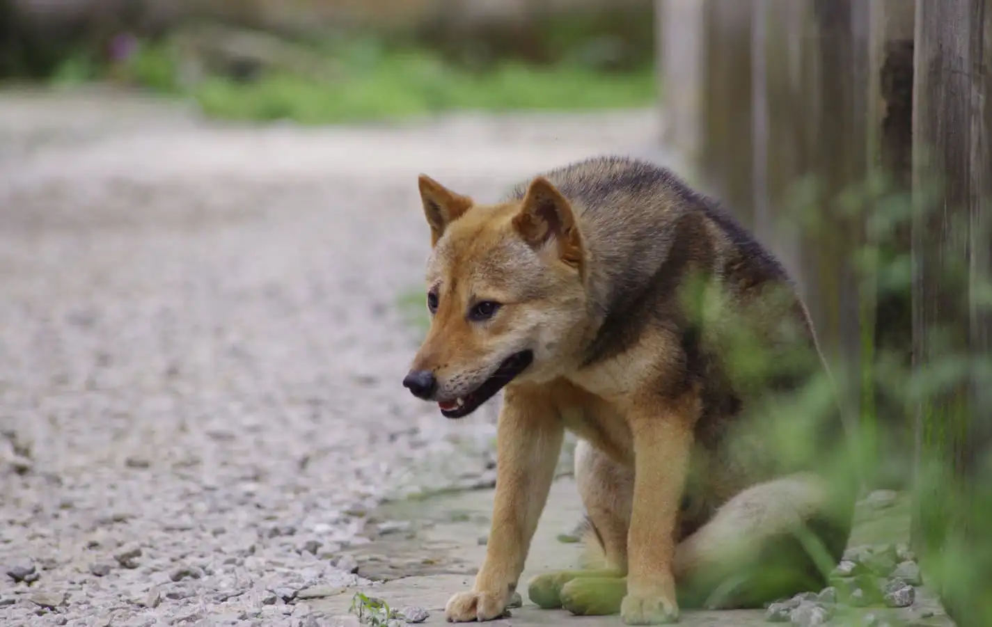 中华田园犬的(中华田园犬的外形)