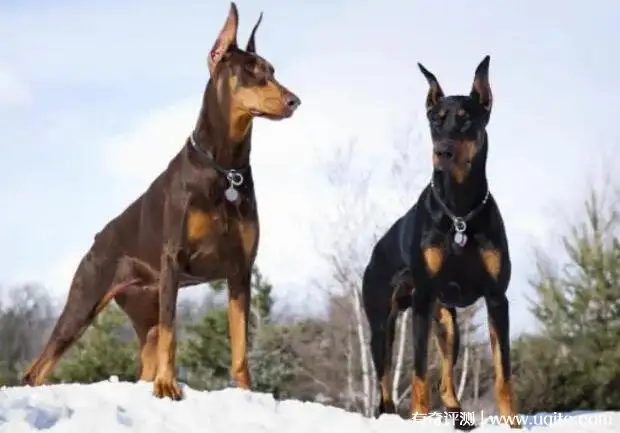 香槟色杜宾犬多少钱一只(杜宾犬幼犬价格多少钱一只)