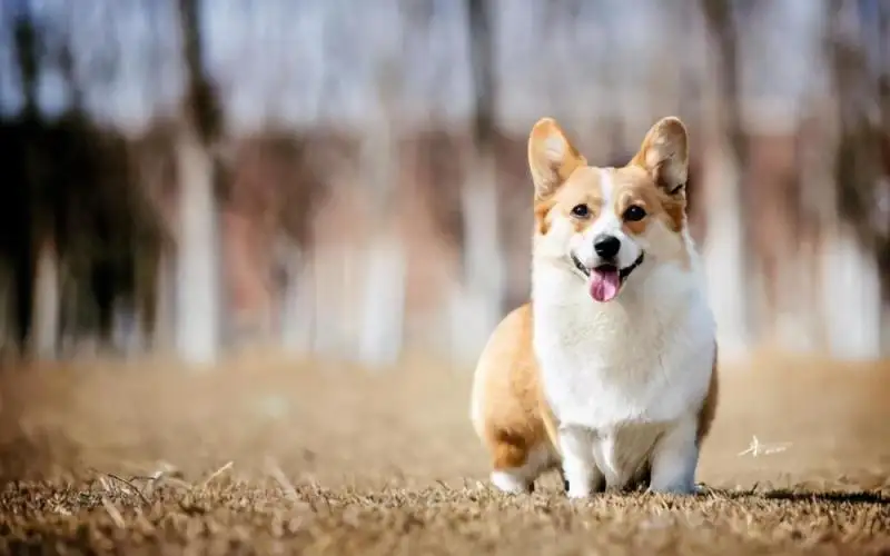 宠物狗小型犬排名(宠物狗小型犬排名第一)