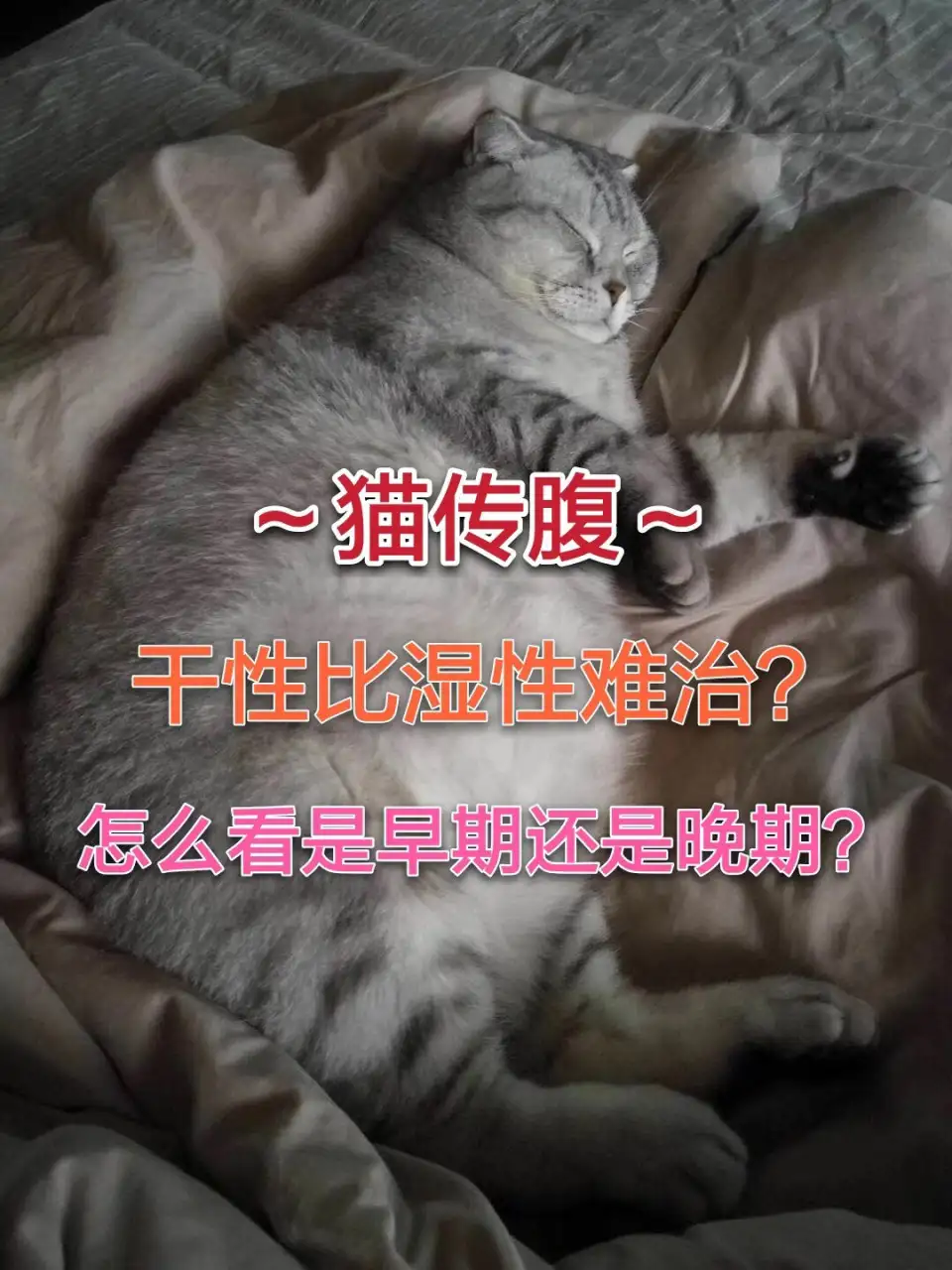 猫传腹是如何引起的(猫传腹是由什么引起的)