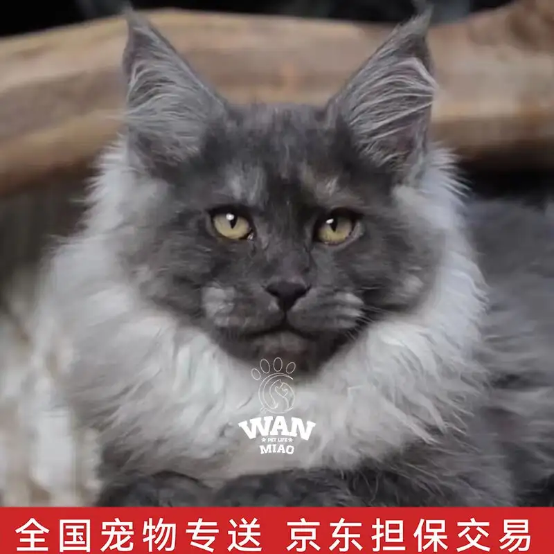 缅因猫棕虎多少钱(缅因棕虎斑为什么没人要)