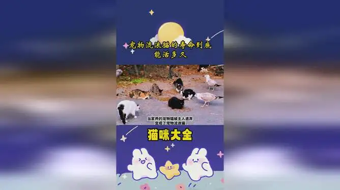 猫的寿命一般多久(请问猫的寿命一般多少年)