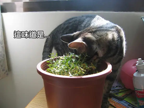 猫经常吃猫薄荷有没有问题(猫经常吃猫薄荷有没有问题啊)